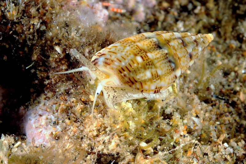 Nassarius